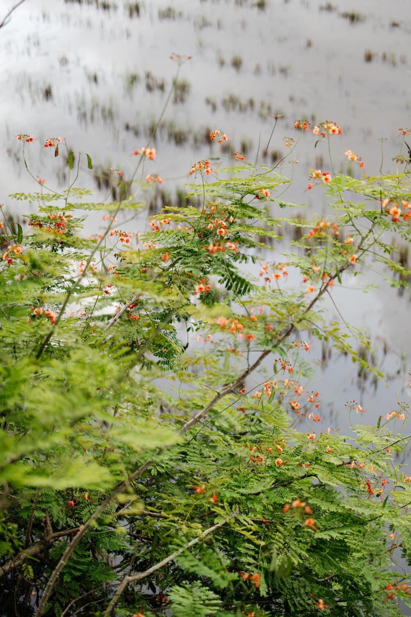 Heron House Hoi An Zewnętrze zdjęcie